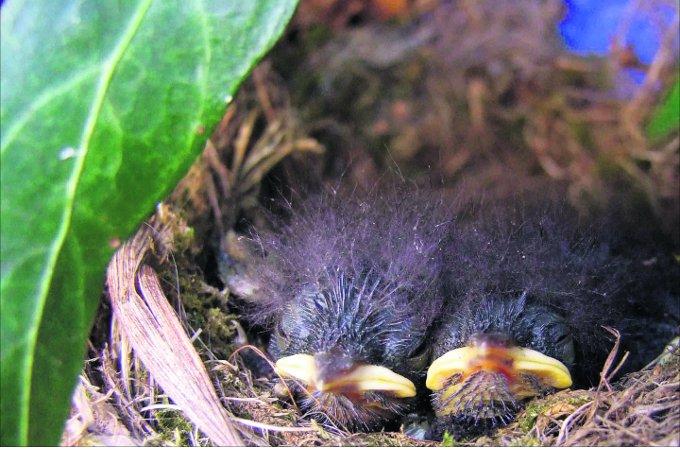 Pictures snapped by readers of the Swindon Advertiser.
Baby robins wait in their nest for the nest meal to arrive
 Picture: Christopher Hedges 