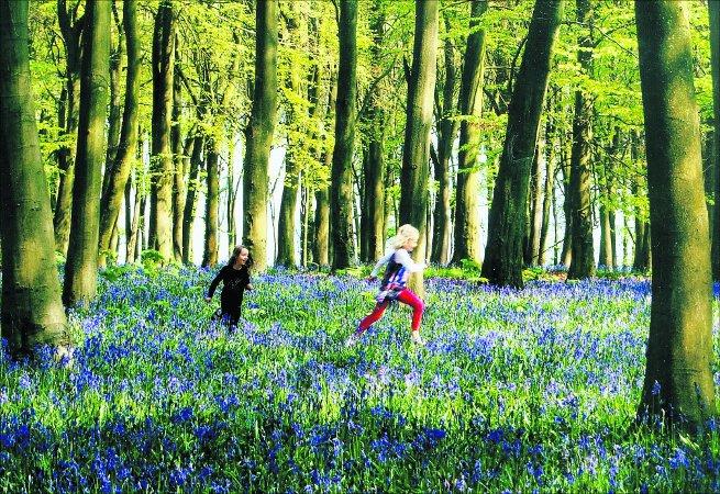 Pictures snapped by readers of the Swindon Advertiser.
“Belles In The Bluebells”
Picture: MARGARET PENNY 
