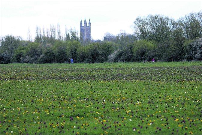 Pictures snapped by readers of the Swindon Advertiser.
A view of Cricklade church from the fritillary meadow
Picture: NEIL HERBERT