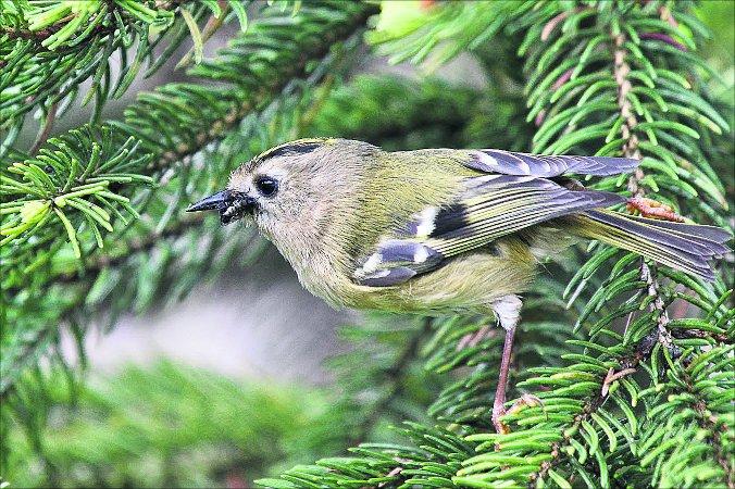 Pictures snapped by readers of the Swindon Advertiser.
A goldcrest collecting food for its young in a Royal Wootton Bassett garden 
Picture: PHILIP MALE 