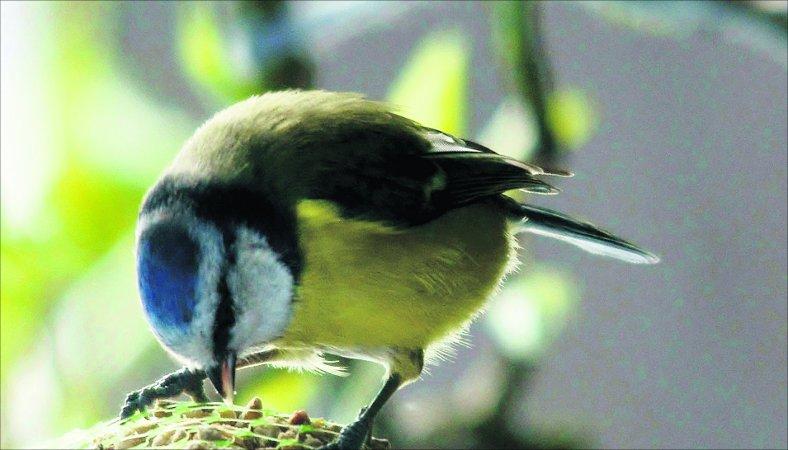 Pictures snapped by readers of the Swindon Advertiser.
A hungry and rather curious bluetit checking out a fat ball 
Picture: William Bryan 