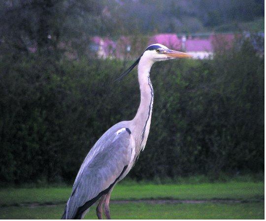 Pictures snapped by readers of the Swindon Advertiser.
A heron eyeing up the neighbours’ pond 
Picture: Matt Davies 