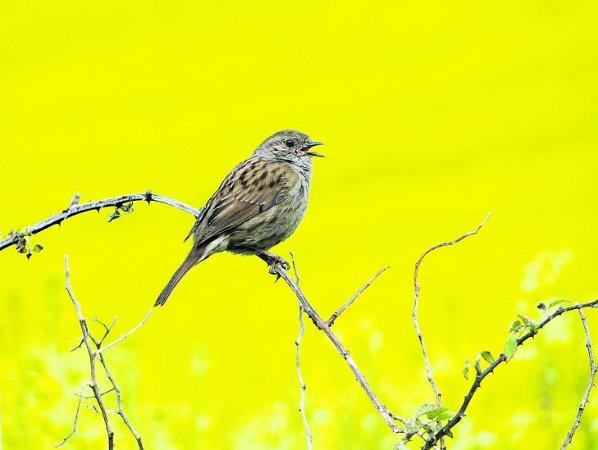 Pictures snapped by readers of the Swindon Advertiser. Dunnock singing near a rapeseed field
Picture: MAUREEN SKINNER