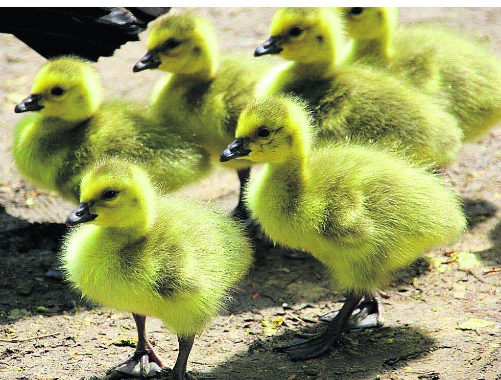 Pictures snapped by readers of the Swindon Advertiser.
Goslings going for a walk at Shaftesbury lakes
Picture: KEVIN JOHN STARES
