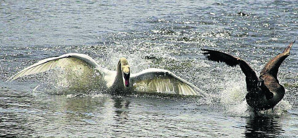 Pictures snapped by readers of the Swindon Advertiser.
A swan chasing a goose on Shaftsbury Road lakes
Picture: KEVIN JOHN STARES 