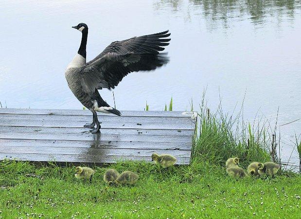 Pictures snapped by readers of the Swindon Advertiser.
A mother looking after her goslings on
Peatmoor Lagoon
Picture: ROGER OGLE