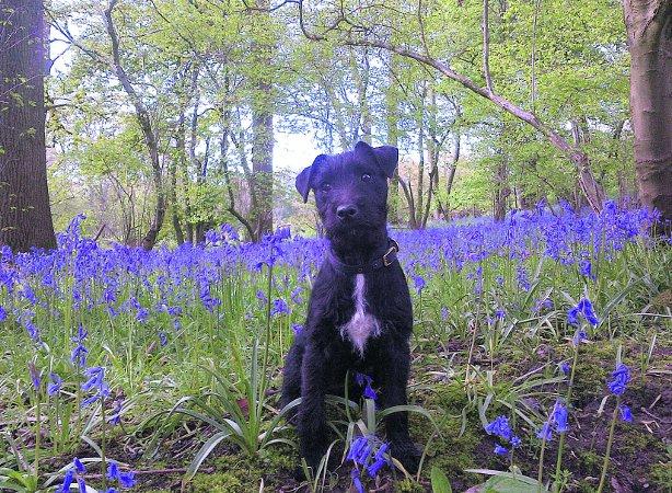 Pictures snapped by readers of the Swindon Advertiser.
Five-month-old Jess pauses to enjoy the 
bluebells in Hodson woods
Picture: Lucy Reynolds
