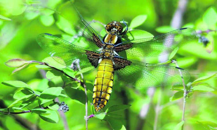 Pictures snapped by readers of the Swindon Advertiser.
A female broad bodied chaser dragonfly       
Picture: WILLIAM BRYAN