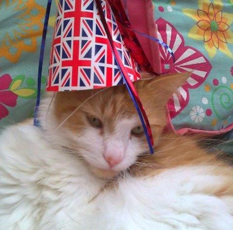 Diamond Jubilee through readers' snaps
My cat Popcorn is really getting into the Jubilee spirit! - Beth Robinson 
