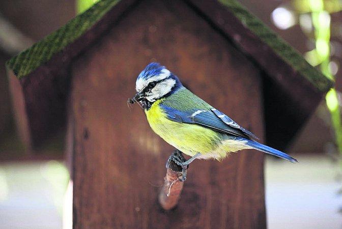 Pictures snapped by readers of the Swindon Advertiser.
Blue Tit with a meal for her young
Picture: ANDY STYLES