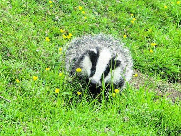 Pictures snapped by readers of the Swindon Advertiser.
A young badger out in the open on the Queen’s Jubilee Sunday
Picture: MAUREEN SKINNER