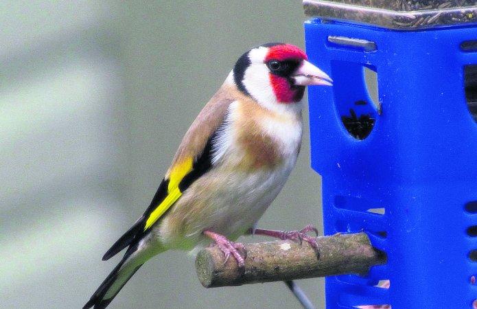 Pictures snapped by readers of the Swindon Advertiser.
Goldfinch feeding on seeds
Picture: Rich Harvey