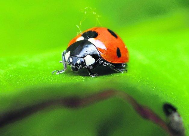 Pictures snapped by readers of the Swindon Advertiser.
Ladybird, ladybird, fly away home

Picture: Marcus Bryan