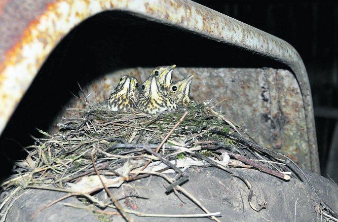 Pictures snapped by readers of the Swindon Advertiser.
Four young thrushes being raised on the back wheel of a tractor 
Picture: PEARL LAIT