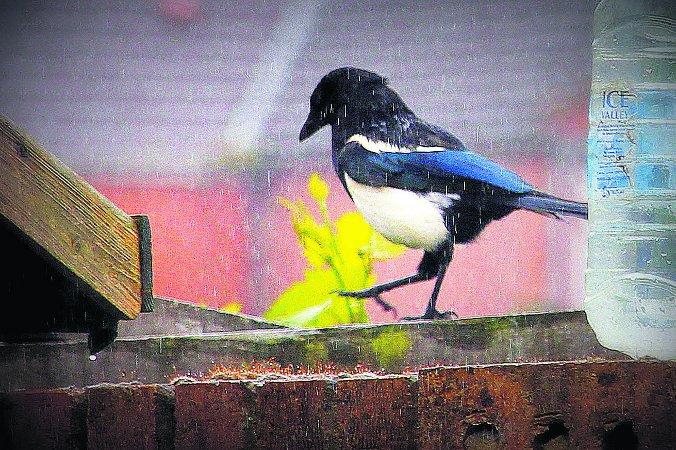 Pictures snapped by readers of the Swindon Advertiser.
Magpie – just singing and dancing in the rain
Picture: Kevin John Stares