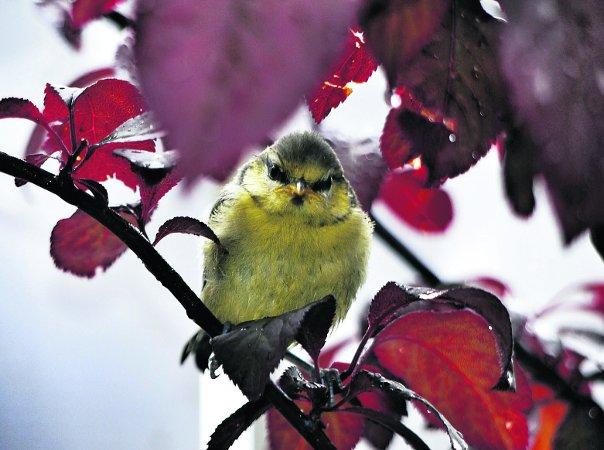 Pictures snapped by readers of the Swindon Advertiser.
A blue tit fledgling that successfully left the nest Picture: Mark Philpott
