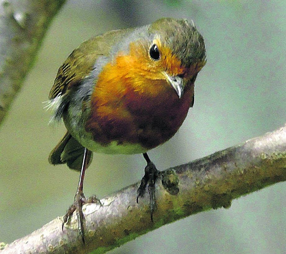 Pictures snapped by readers of the Swindon Advertiser.
A Curious Robin
Picture: Dave Simmons