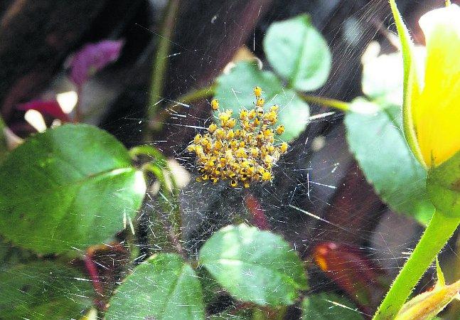 Pictures snapped by readers of the Swindon Advertiser.
A web of baby spiders on a rose bush
Picture: RITA SMITH