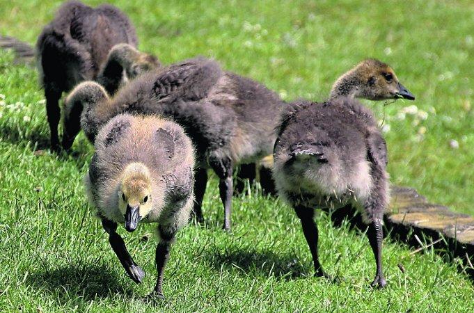 Pictures snapped by readers of the Swindon Advertiser.
Canadian goslings running around at Peatmoor Picture: Pete Wilson  
