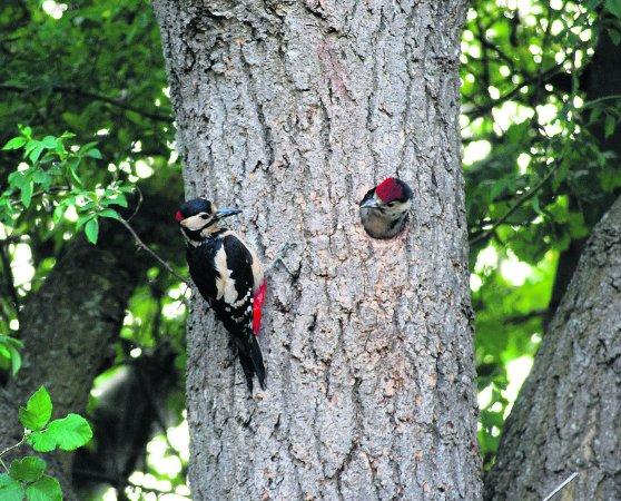 Pictures snapped by readers of the Swindon Advertiser.
Male great spotted woodpecker and chick in Taw Hill garden
Picture: ALAN WIDDOWS