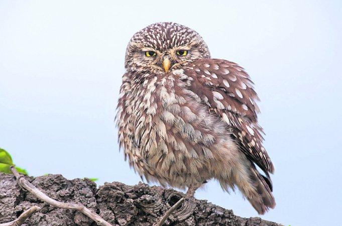 Pictures snapped by readers of the Swindon Advertiser.
A Little Owl, perched on a tree stump 
Picture: PHIL SELBY