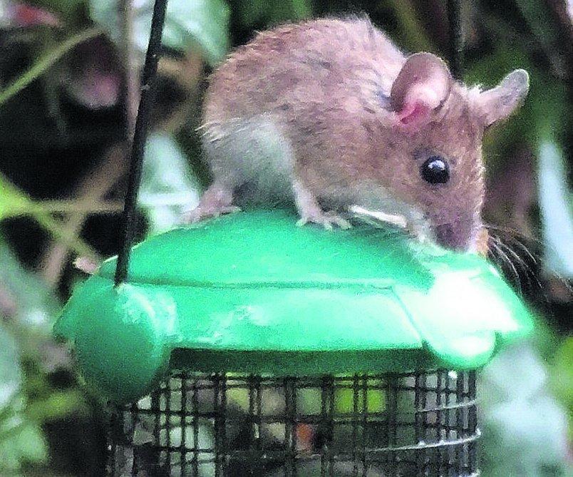 Pictures snapped by readers of the Swindon Advertiser.
A mouse in my back garden in Grange Park
Picture: DAVID PIKE