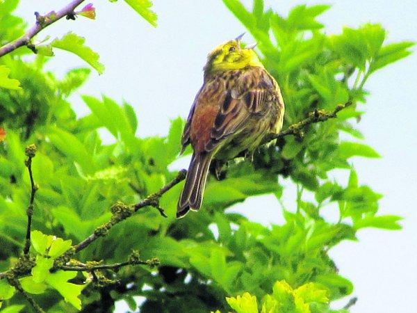 Pictures snapped by readers of the Swindon Advertiser.
A yellowhammer singing on the Ridgeway path at Fox Hill near Wanborough
Picture: Nicky ReynoldS