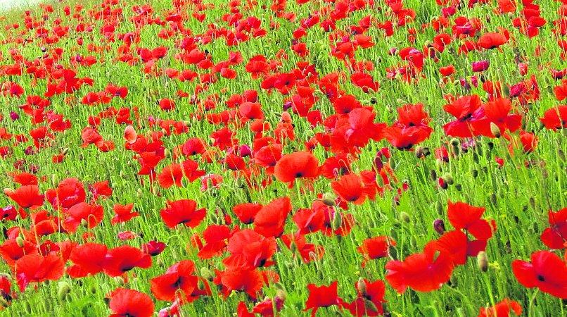 Pictures snapped by readers of the Swindon Advertiser.
A sea of poppies at Badbury Clump between Highworth and Coleshill
Picture: NICKY REYNOLDS