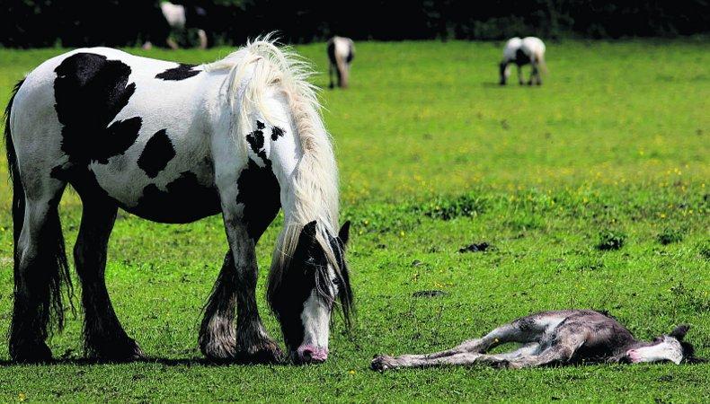 Pictures snapped by readers of the Swindon Advertiser.
A mother with her foal
Picture: N Herbert 

