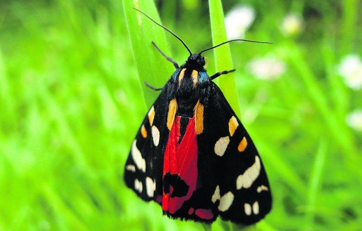 Pictures snapped by readers of the Swindon Advertiser. A moth chilling out on a piece of grass
Picture: JAMES VEALE
