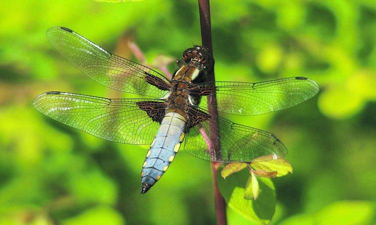 Pictures snapped by readers of the Swindon Advertiser. A male broad-bodied chaser dragonfly
Picture: William bryan