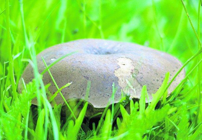 Pictures snapped by readers of the Swindon Advertiser. A rather deadly looking Fungi  
Picture: William Bryan 