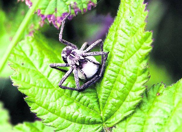 Pictures snapped by readers of the Swindon Advertiser. A Bugs Life taken at Blakehill Nature Reserve 
Picture: NEIL HERBERT