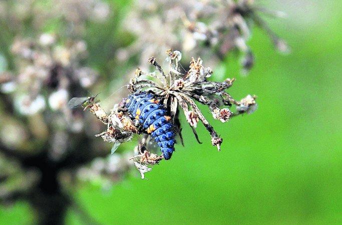 Pictures snapped by readers of the Swindon Advertiser. It’s a bug’s life at Blakehill Nature Reserve 
Picture: Neil Herbert