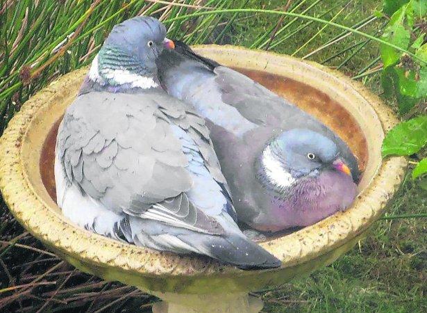 Pictures snapped by readers of the Swindon Advertiser. Pigeons cooling off in the garden in Royal Wooton Bassett 
Picture: Barbara Wheeler 