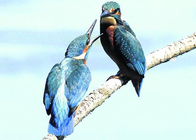 Pictures snapped by readers of the Swindon Advertiser. Pair of Kingfishers in a fishy dispute Picture: TONY MARTIN