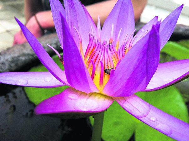Pictures snapped by readers of the Swindon Advertiser. Lotus flower in Bangkok
Picture: Matthew Larcombe 