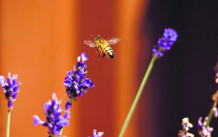 Pictures snapped by readers of the Swindon Advertiser. A honey bee coming into land on some lavender 
Picture: William Bryan
