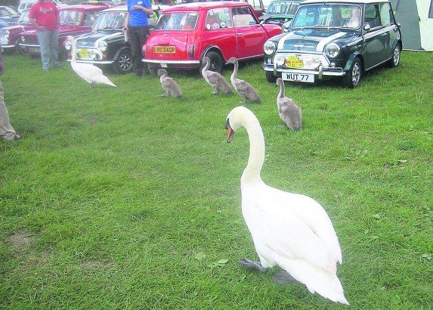 Pictures snapped by readers of the Swindon Advertiser. Swans and cygnets look for a lift in a Mini
Picture: Gerry Taylor
