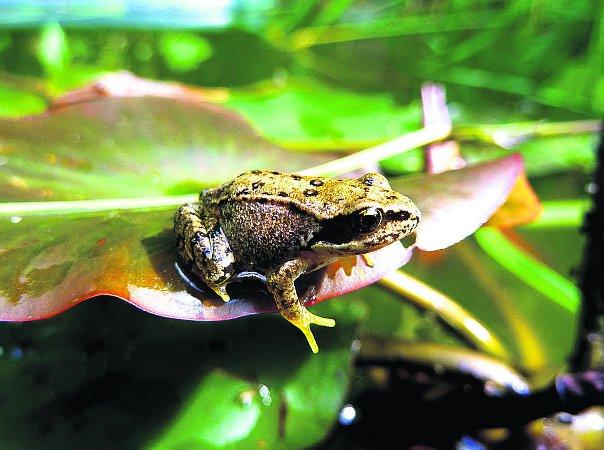 Pictures snapped by readers of the Swindon Advertiser. Froglet sitting on a lily-pad in the garden pond
Picture: Esther Foggin 