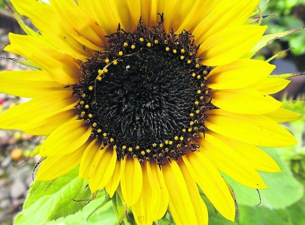 In the picture with our readers as they snap photos around the Wiltshire area.
A sunflower in my garden
Picture: BAZ FISHER  