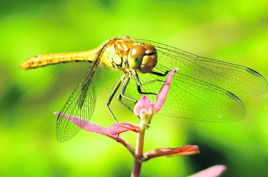 In the picture with our readers as they snap photos around the Wiltshire area.
A female common darter 
Picture: WILLIAM BRYAN