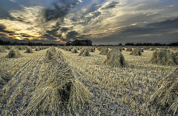 In the picture with our readers as they snap photos around the Wiltshire area.
Traditionally-cut corn stooks near Devizes
Picture: PHILIP SELBY