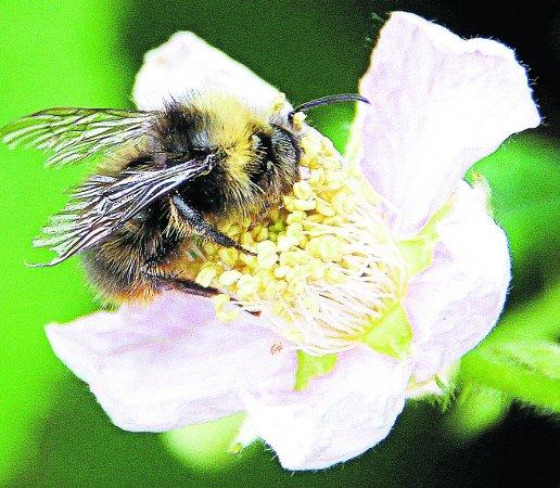 In the picture with our readers as they snap photos around the Wiltshire area.
Bee on a Blackberry Bloom
Picture: KEVIN JOHN STARES