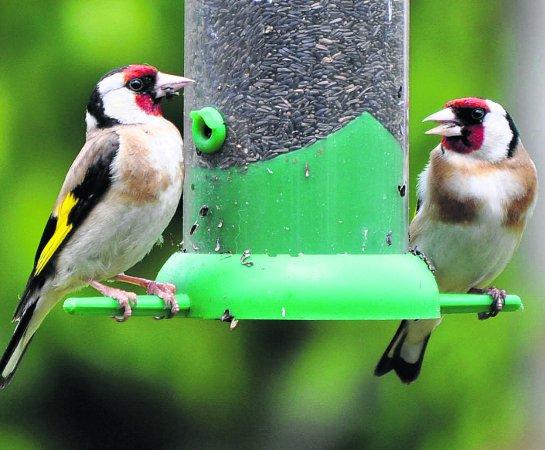 In the picture with our readers as they snap photos around the Wiltshire area.
Two Goldfinches feasting on Niger seeds
Picture: Pete Stabler
