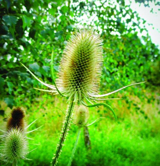 In the picture with our readers as they snap photos around the Wiltshire area.
A spiky teasel
Picture: Kevin John Stares