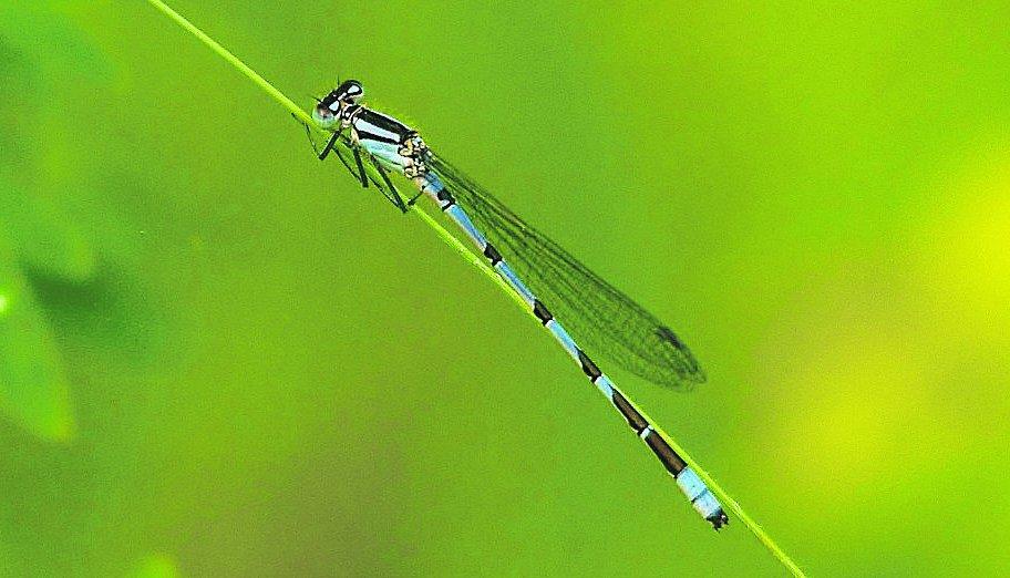 In the picture with our readers as they snap photos around the Wiltshire area.
Common Blue Damsel
Picture: William BryaN