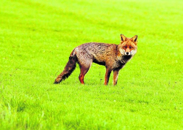 In the picture with our readers as they snap photos around the Wiltshire area.
 A summer fox pauses for thought
Picture: Stacy Woolhouse