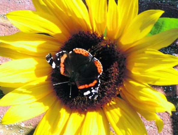 In the picture with our readers as they snap photos around the Wiltshire area. Butterfly grazing on a sunflower
Picture: James Crowley
