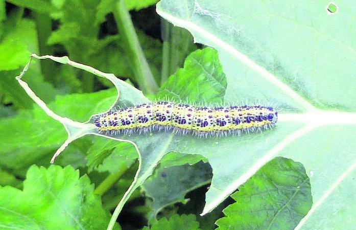 In the picture with our readers as they snap photos around the Wiltshire area.
Caterpillar eating greens
Picture: PAULINE CROWLEY